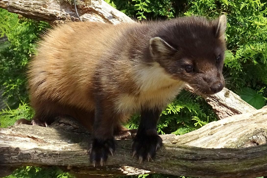 marten