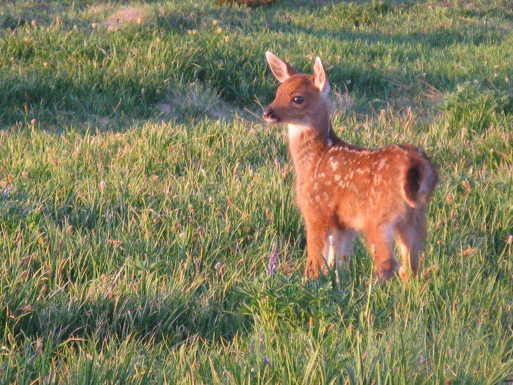 fawn