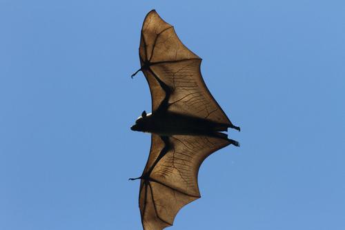 bat