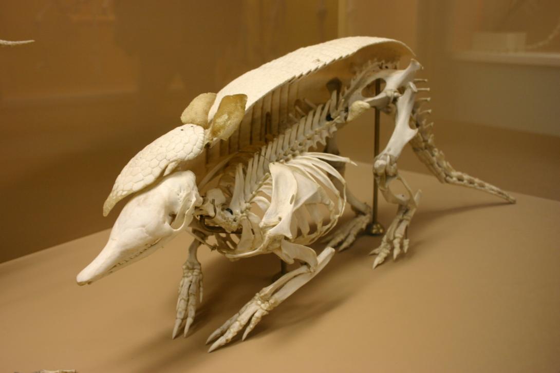 armadillo