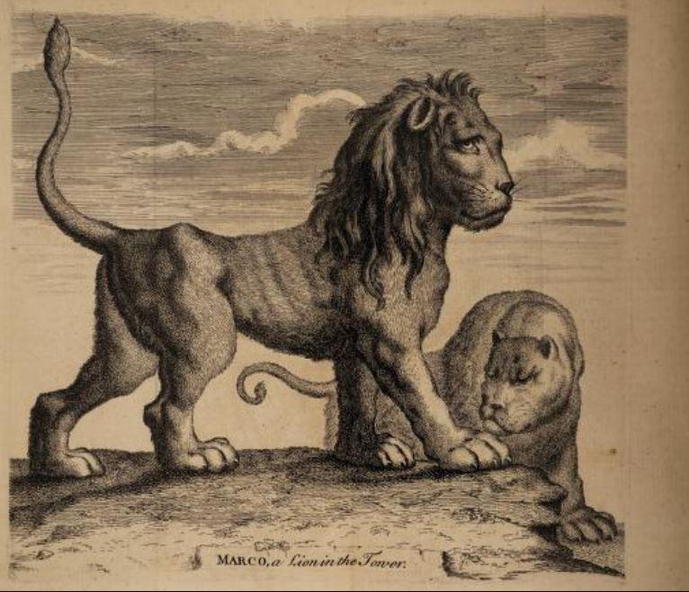 print of a lion