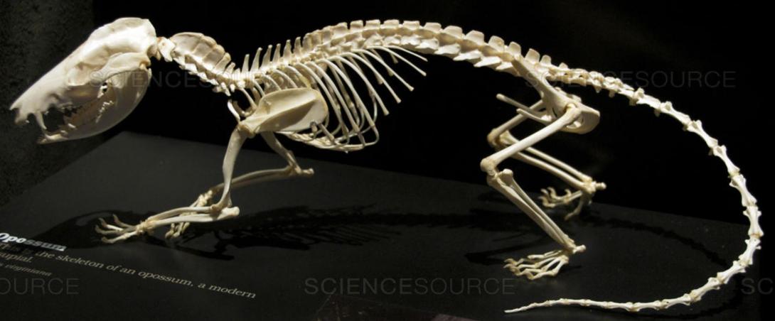 opossum