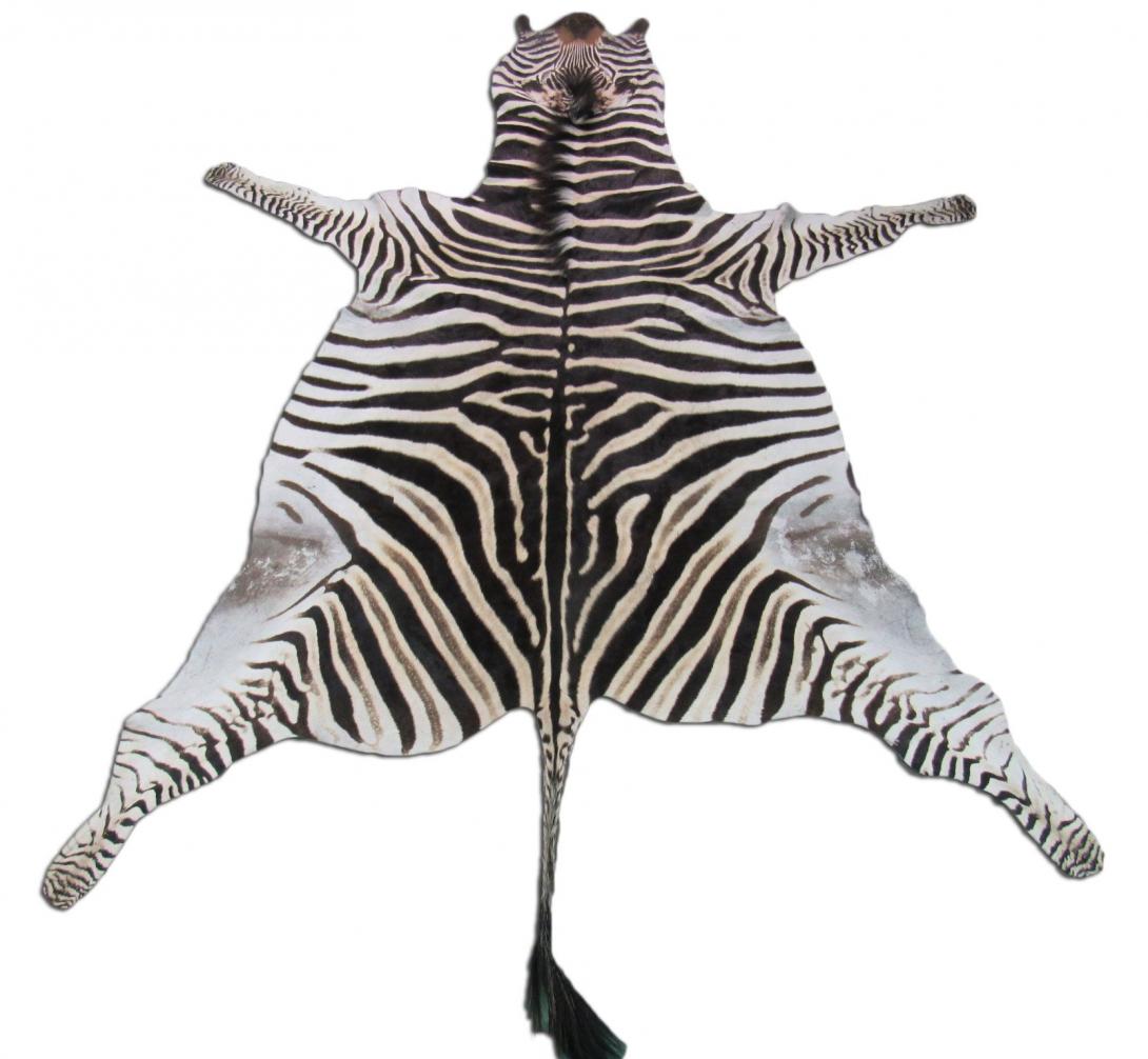 zebra.jpg