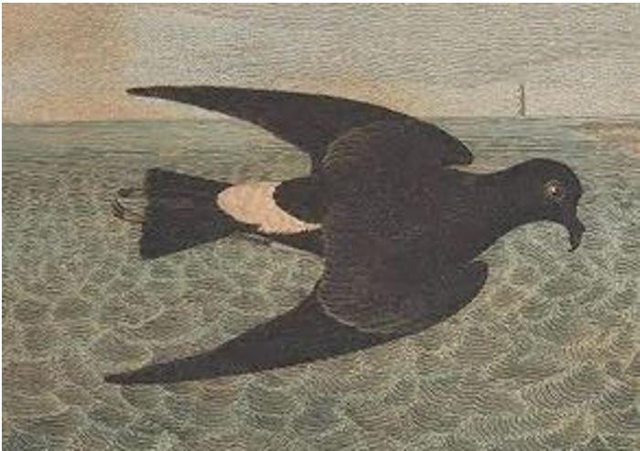petrel