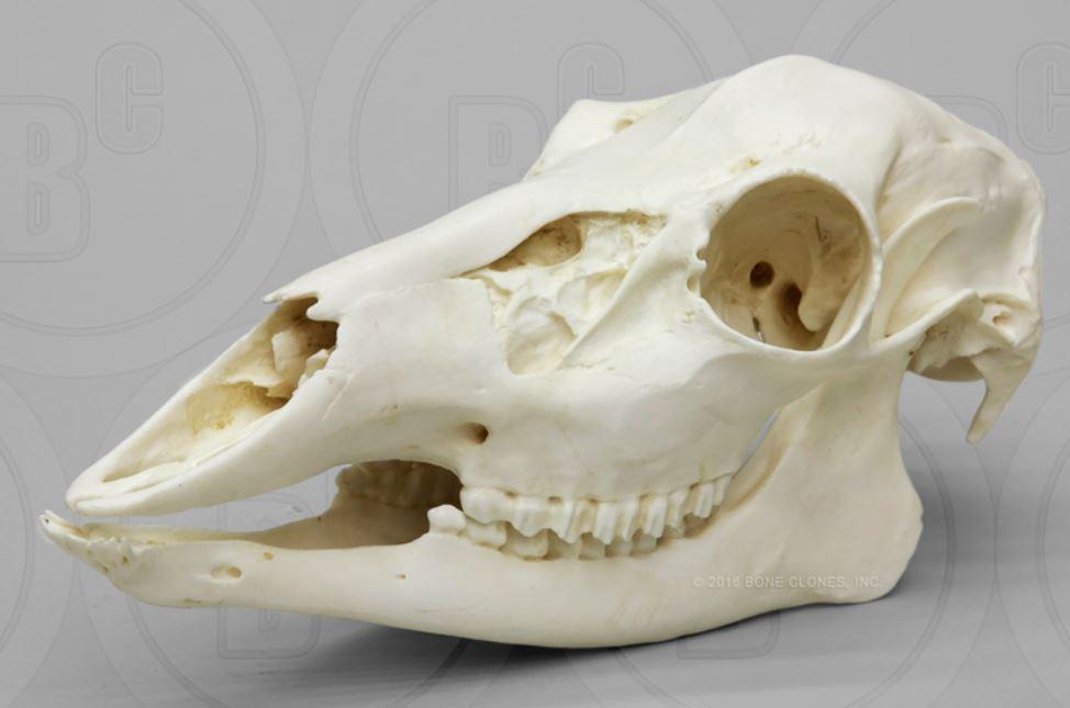 deer skull