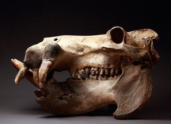 hippo skull