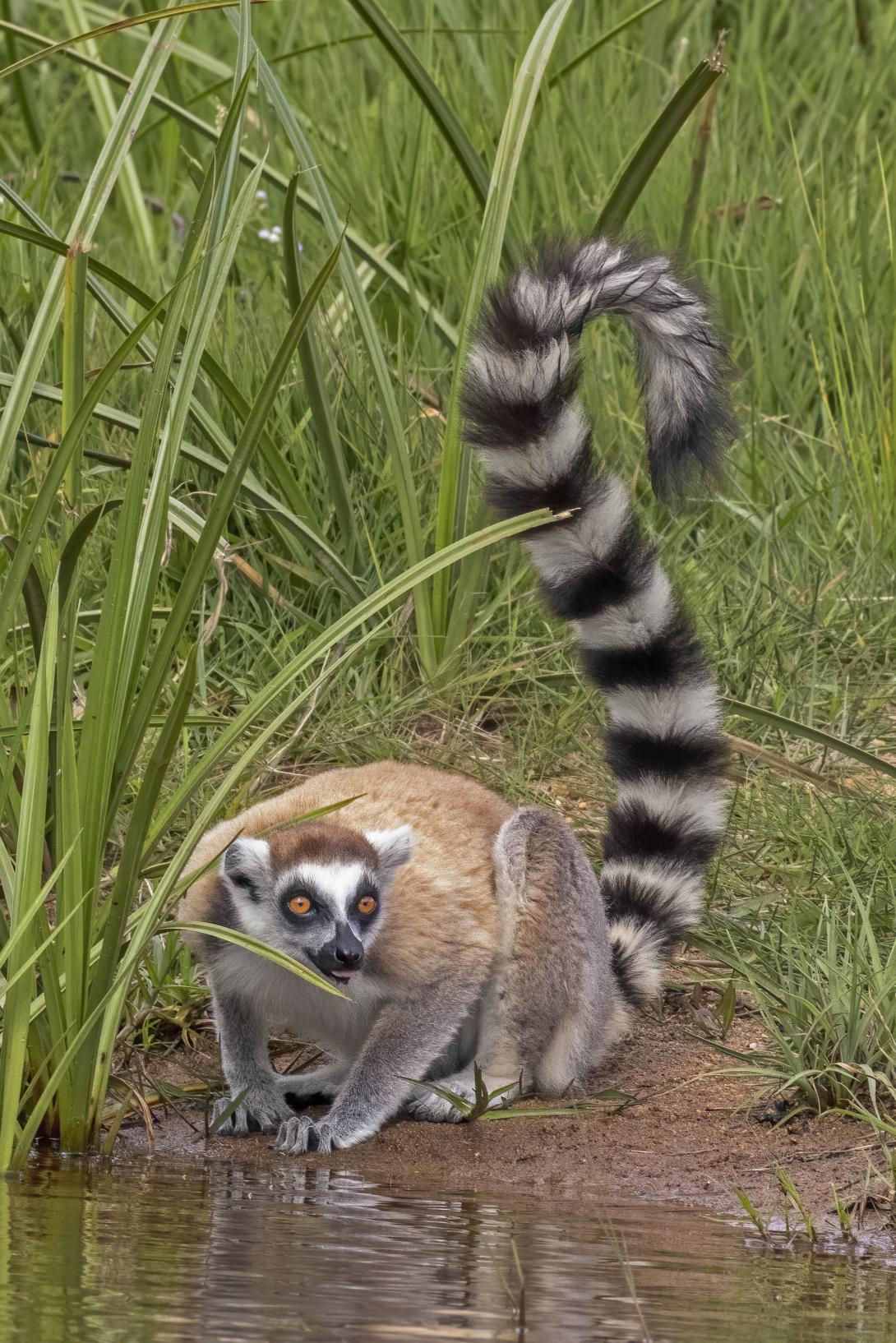 lemur