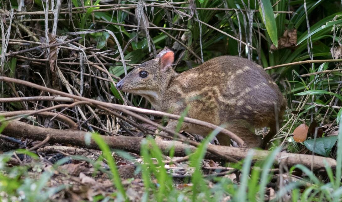 chevrotain