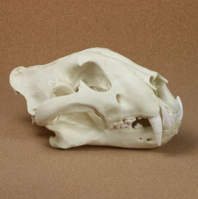 tiger skull