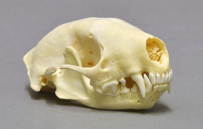 skunk skull
