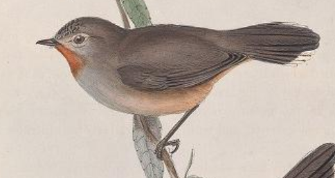 Gould, J. (1848). The birds of Australia. Volume 3, Plate 68. London Printed by R. and J. E. Taylor. Smithsonian Libraries & Biodiversity Heritage Library. 