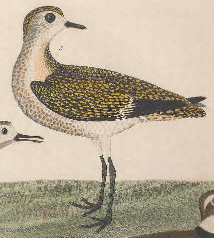 American Golden-plover 