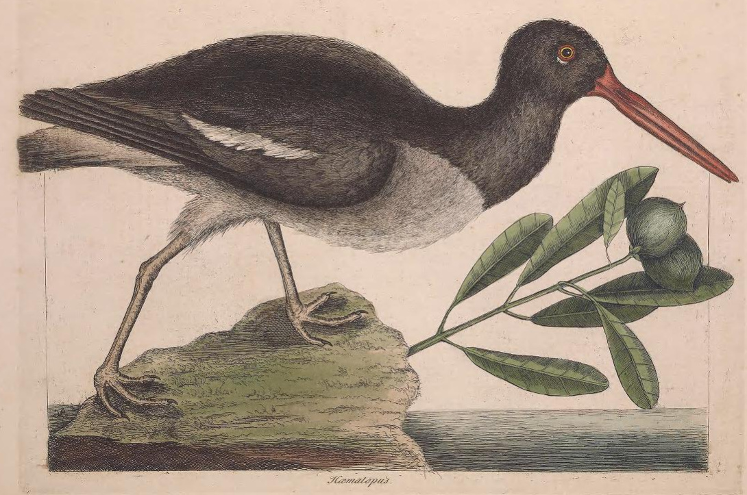 American Oystercatcher