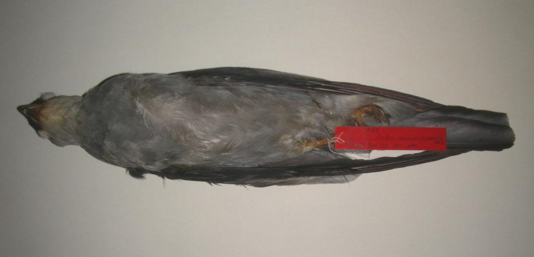 Mississippi Kite (mounted taxidermy)