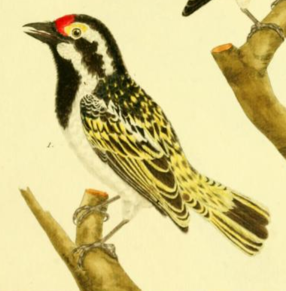 Acacia Pied Barbet