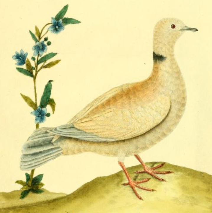 Eurasian / African Collared-Dove