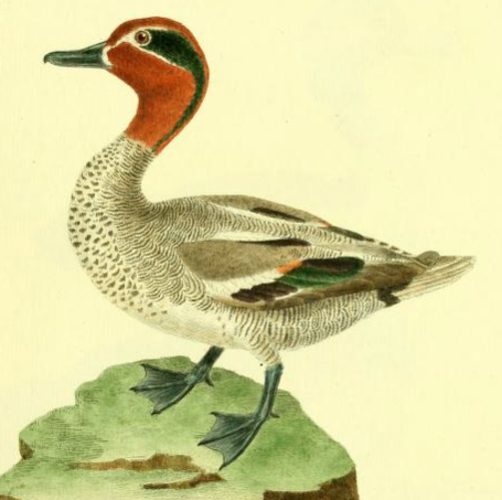 Drawn by F.-N. Martinet