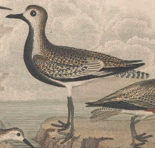 Black-bellied Plover