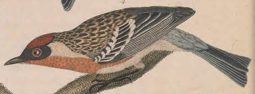 Black-throated Blue Warbler
