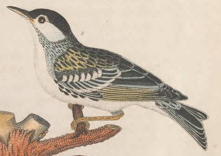 Blackpoll Warbler