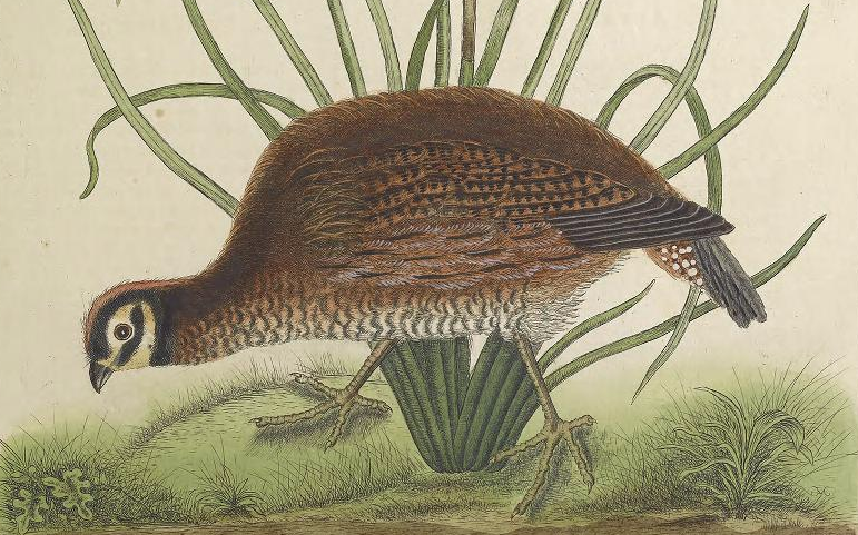 Bobwhite Quail 