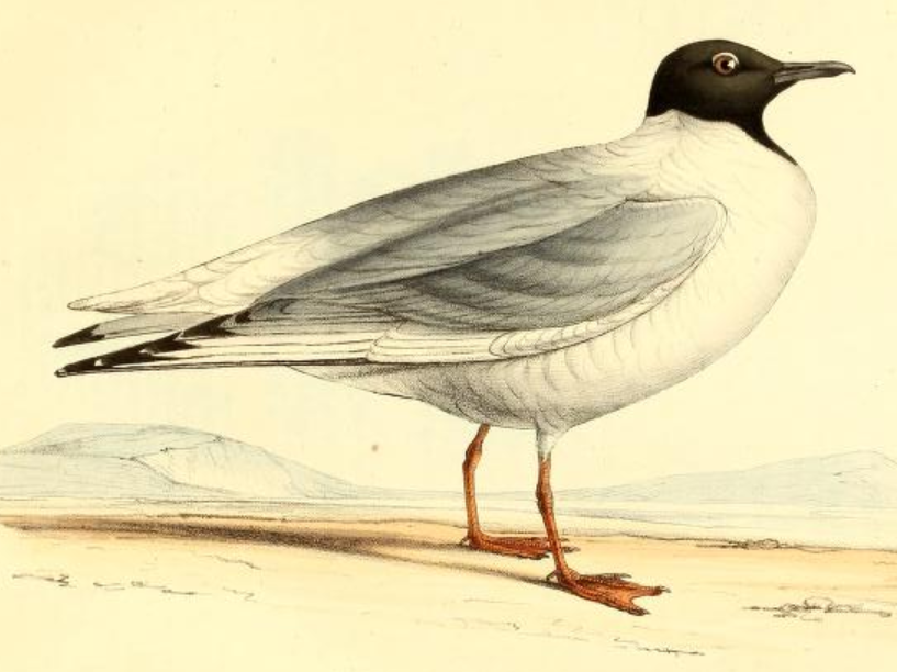 Bonaparte's Gull