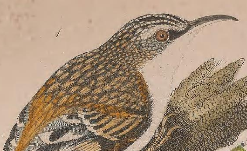Brown Creeper,, Engraved by A. Lawson