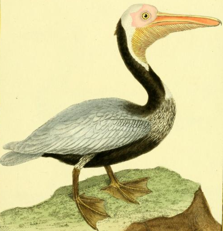 Brown Pelican