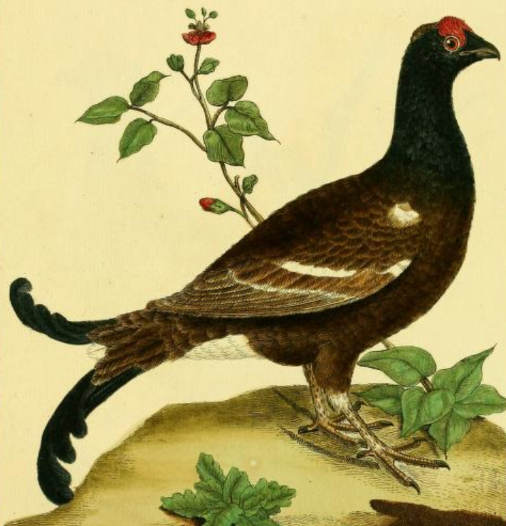 Black Grouse