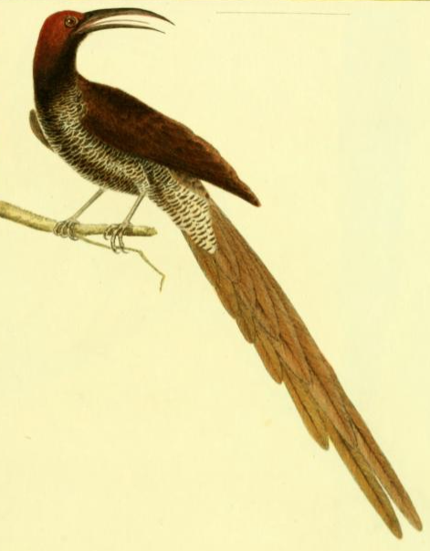 Black Sicklebill