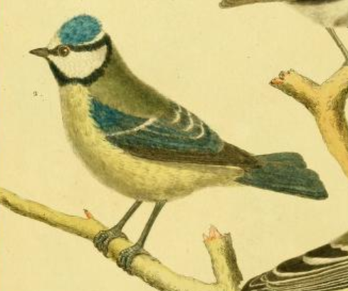 Eurasian Blue Tit