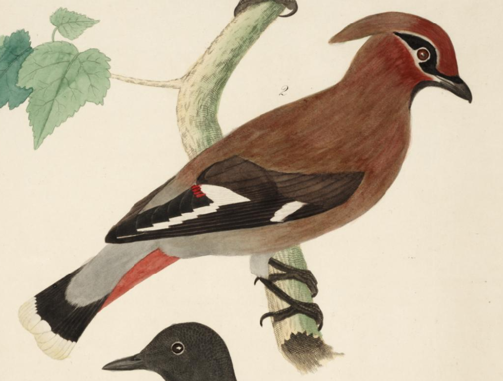 Bohemian Waxwing