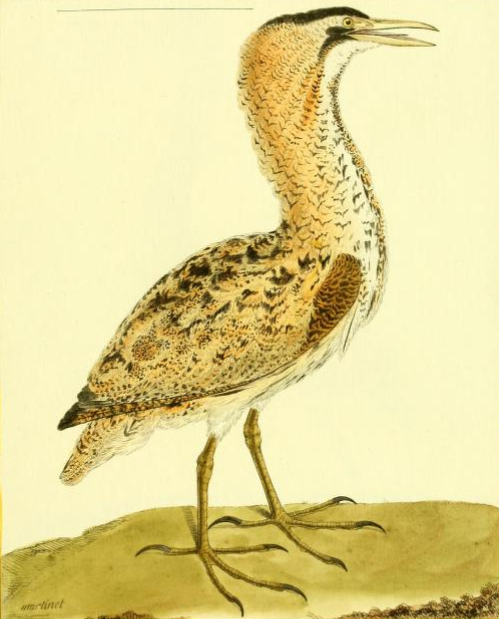 Eurasian Bittern