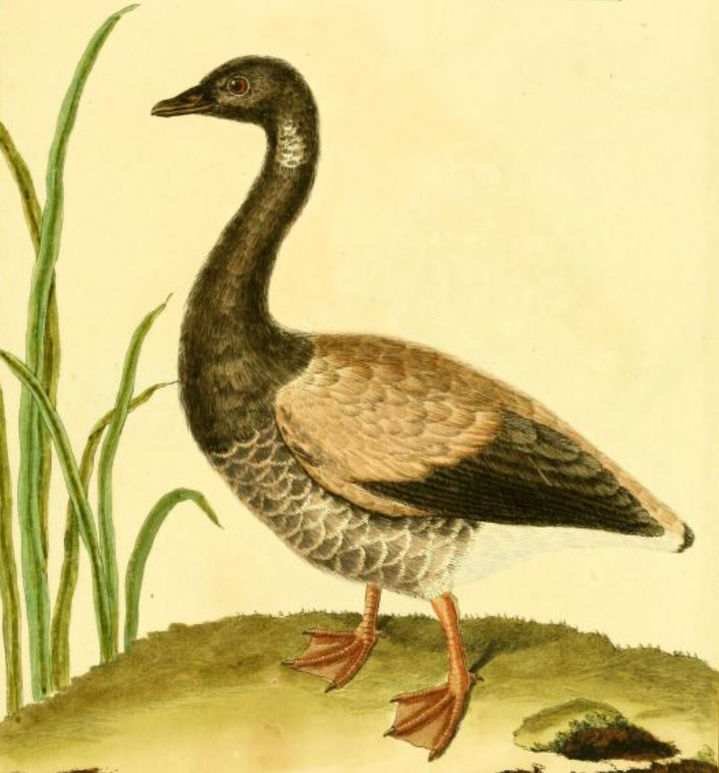 Brant Goose, Drawn by F.-N. Martinet