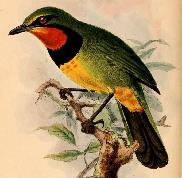 Gorgeous Bushshrike