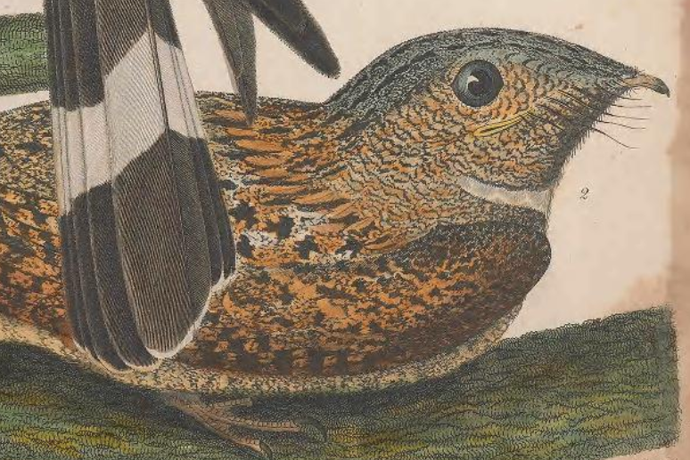 Engraved by J. G. Warnicke