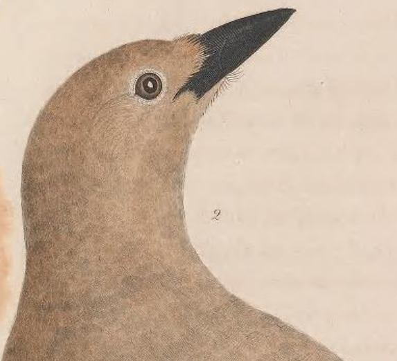 Clark's Nutcracker