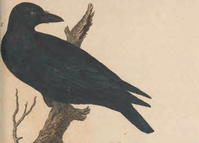 Common Raven