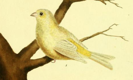 Canary