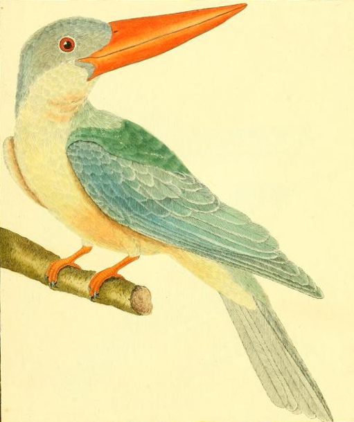 Stork-billed Kingfisher, Drawn by F.-N. Martinet