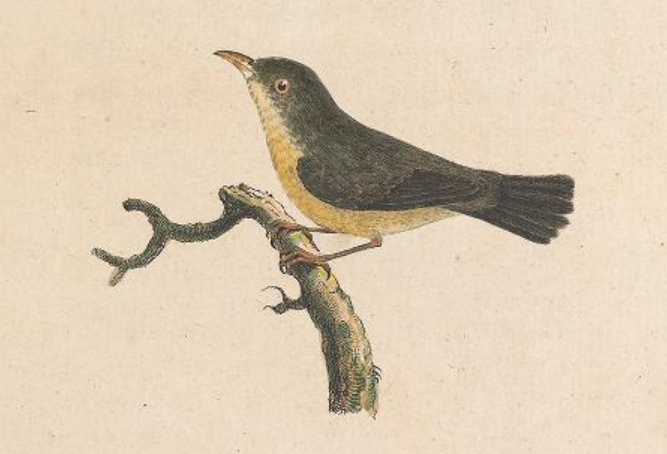 Scarlet-headed Flowerpecker