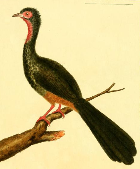 Chachalaca