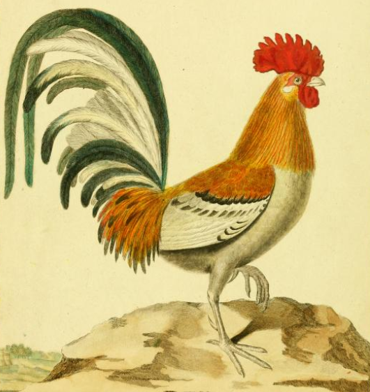Chicken