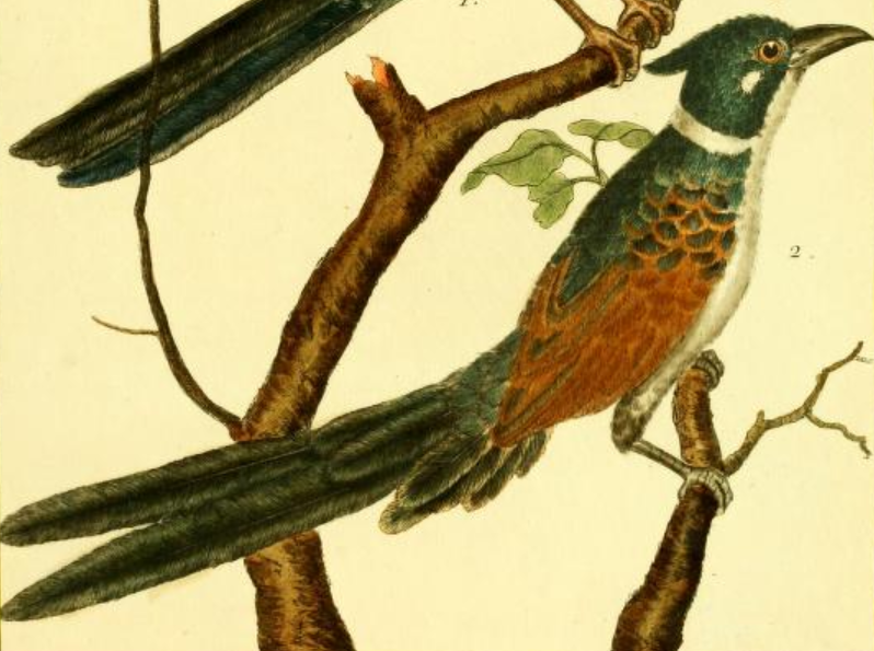 Chestnut-winged Cuckoo