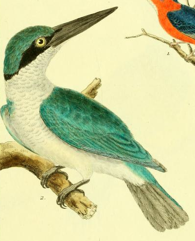 Collared Kingfisher, Drawn by F.-N. Martinet