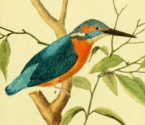 Common Kingfisher, Drawn by F.-N. Martinet 