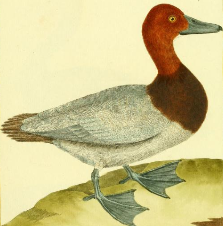 Drawn by F.-N. Martinet