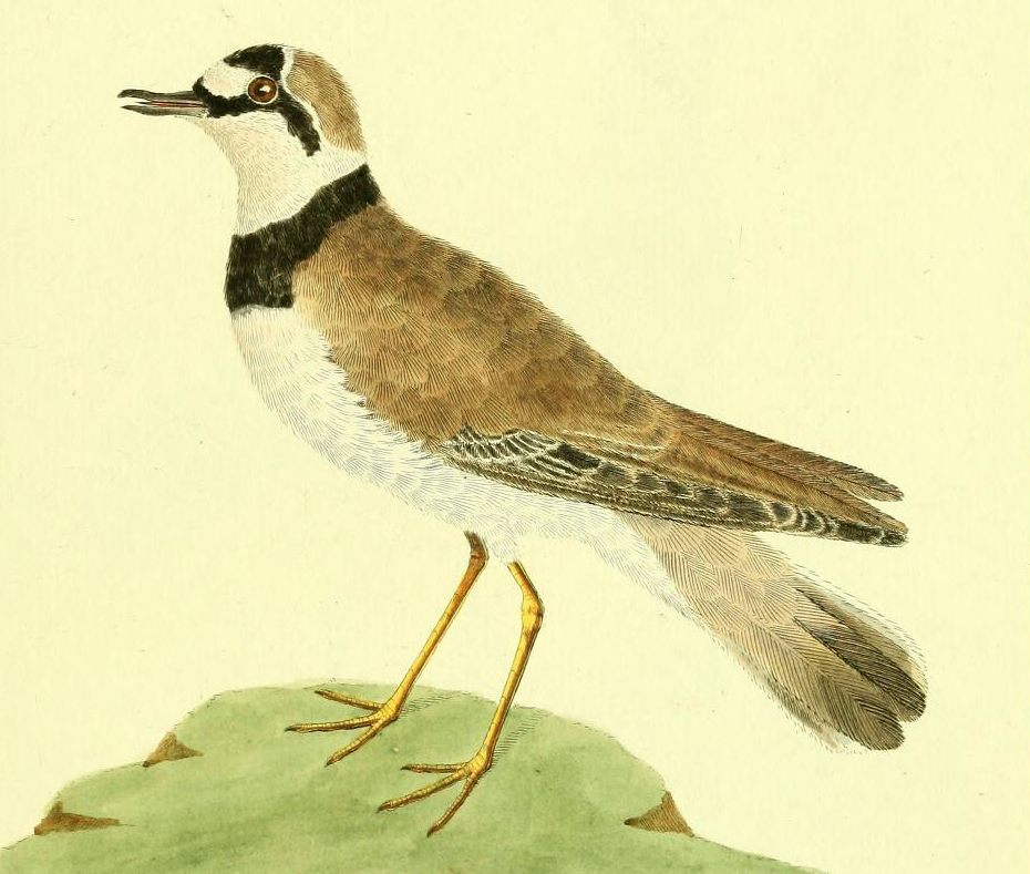 Common Ringed Plover
