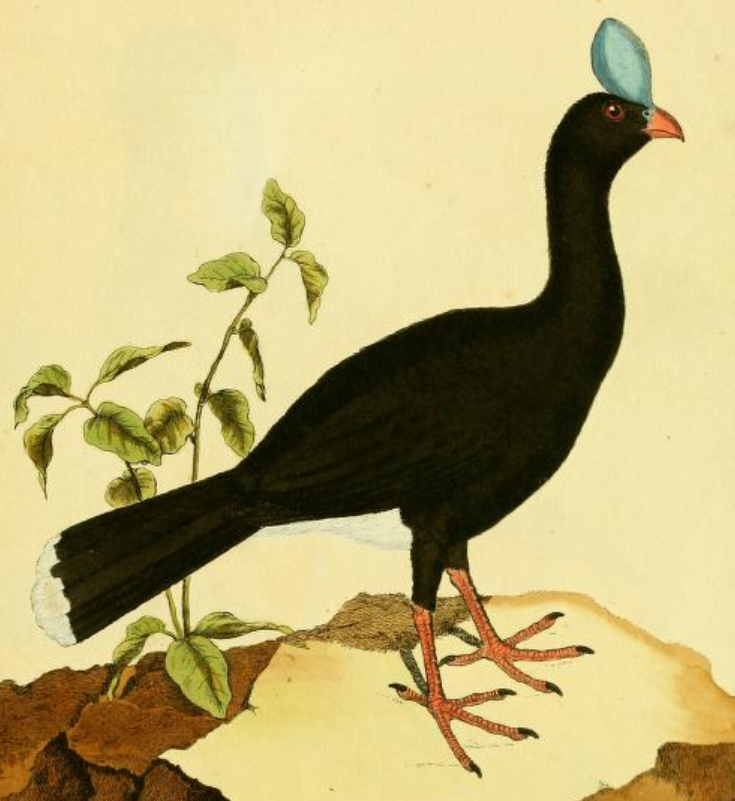 Crax Pauxi