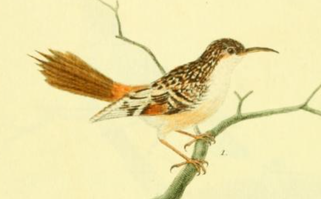 Eurasian Treecreeper
